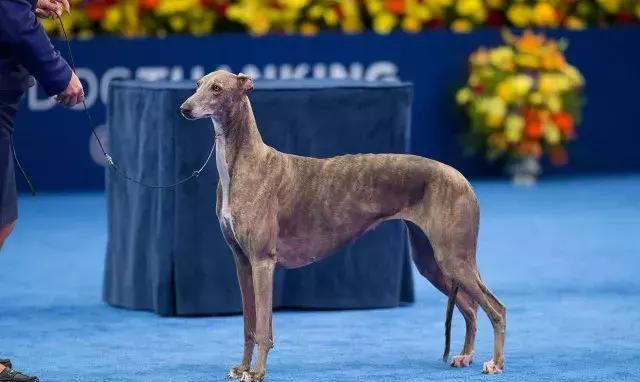 静若处子动若疯兔灵缇教你如何自然切换模式