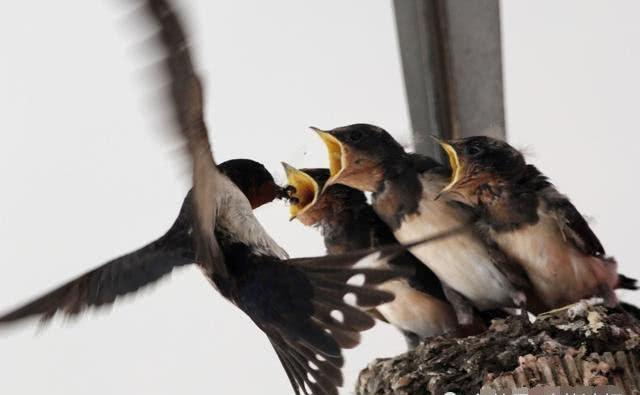 农村俗语"燕子不进愁门之家",事实验证了老人说的话不无道理!