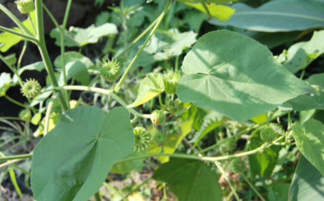 农村这种磨盘草,能吃能玩,还能治中耳炎,别说你还没见过