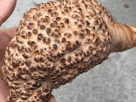 男子从菜地里挖出一个木疙瘩,专家鉴定后,直接买房买车