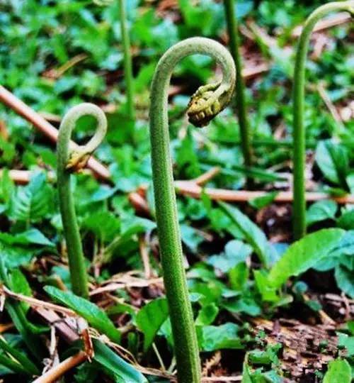 益阳满山的蕨菜长出来了,可以去摘了!约起!