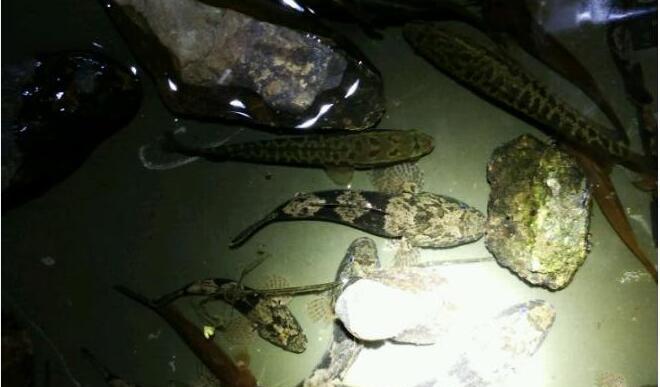 废弃已久的饮水坝钓起这鱼, 样子很凶似蝌蚪更像泥鳅