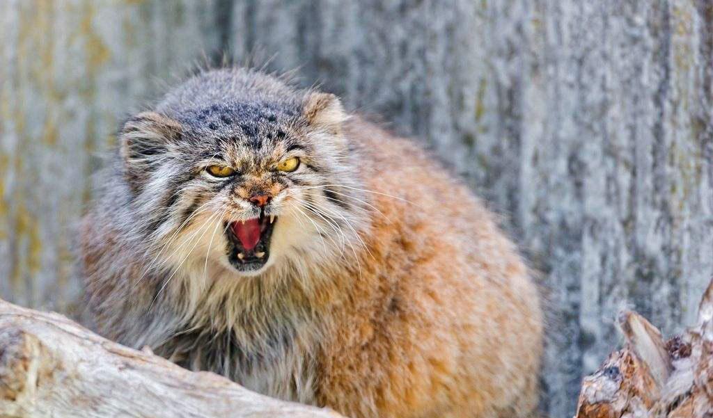 喵星人永不为奴! 世界上十大最凶悍的猫在此!