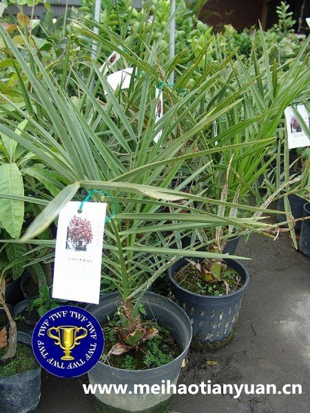 今年终究来一个"大欣喜",邻居都围观凑热闹|椰枣树|盆栽|枣树_新浪