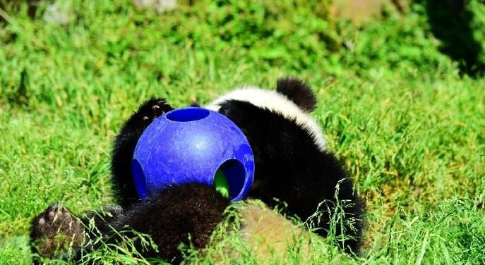 一只正在玩球的熊猫宝宝, 怎么会有比玩具还萌的生物呢!