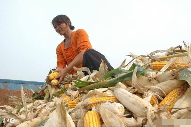 农村孕妇孕期一直干活, 临到生产被送到医院, 婆婆骂孕妇大意|孕妇|婆