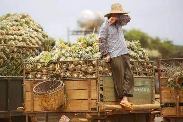 这4种水果频繁滞销,价格大跳水,明年还能不能种?