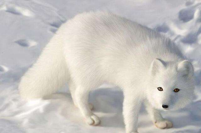 东北保家仙胡仙来历竟是命中注定当皇帝的他当初的一个承诺