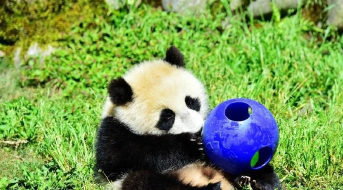 一只正在玩球的熊猫宝宝, 怎么会有比玩具还萌的生物呢!