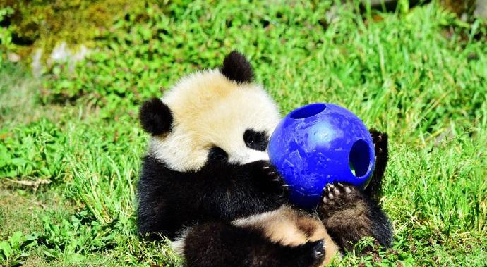 一只正在玩球的熊猫宝宝, 怎么会有比玩具还萌的生物呢!