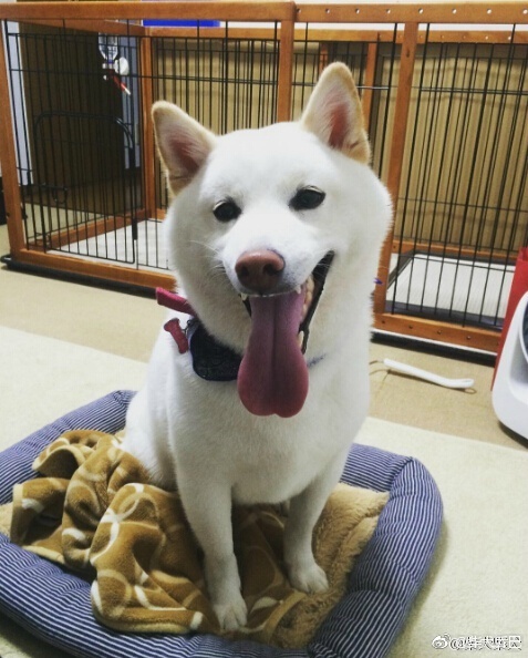 纯白的柴犬宝宝看着就是心情治愈,一股想揉脸的心情啊 instagram