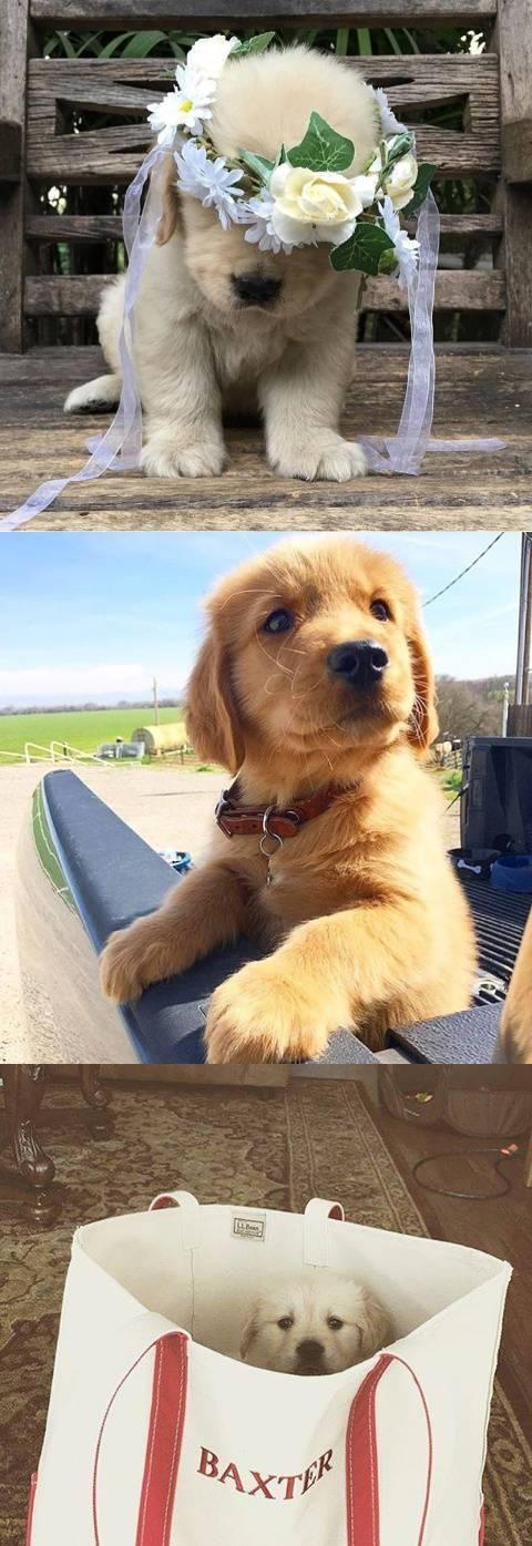 我是小奶狗,卖萌和耍酷我都有