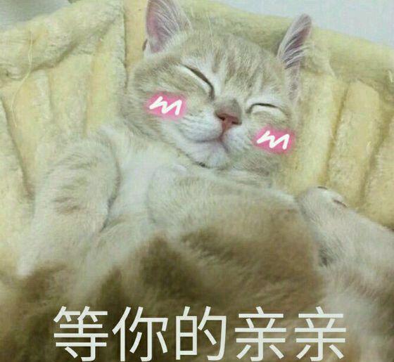 猫咪撒娇表情包没有男朋友的就不要点进来了