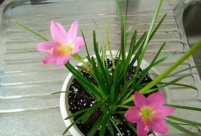 冬季最耐寒的18种室内盆栽植物,天气冷照样能养好花