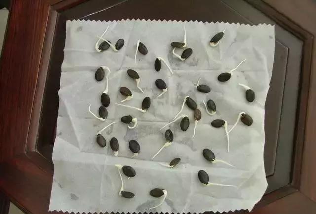 种子催芽是个技术活!方法技巧要掌握!|选种|盐水|发芽率_新浪新闻
