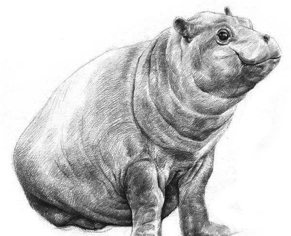 如何学素描素描小河马绘画教程