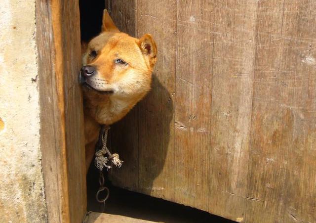 农村有句话叫"老狗十年成精",说的是真的吗?