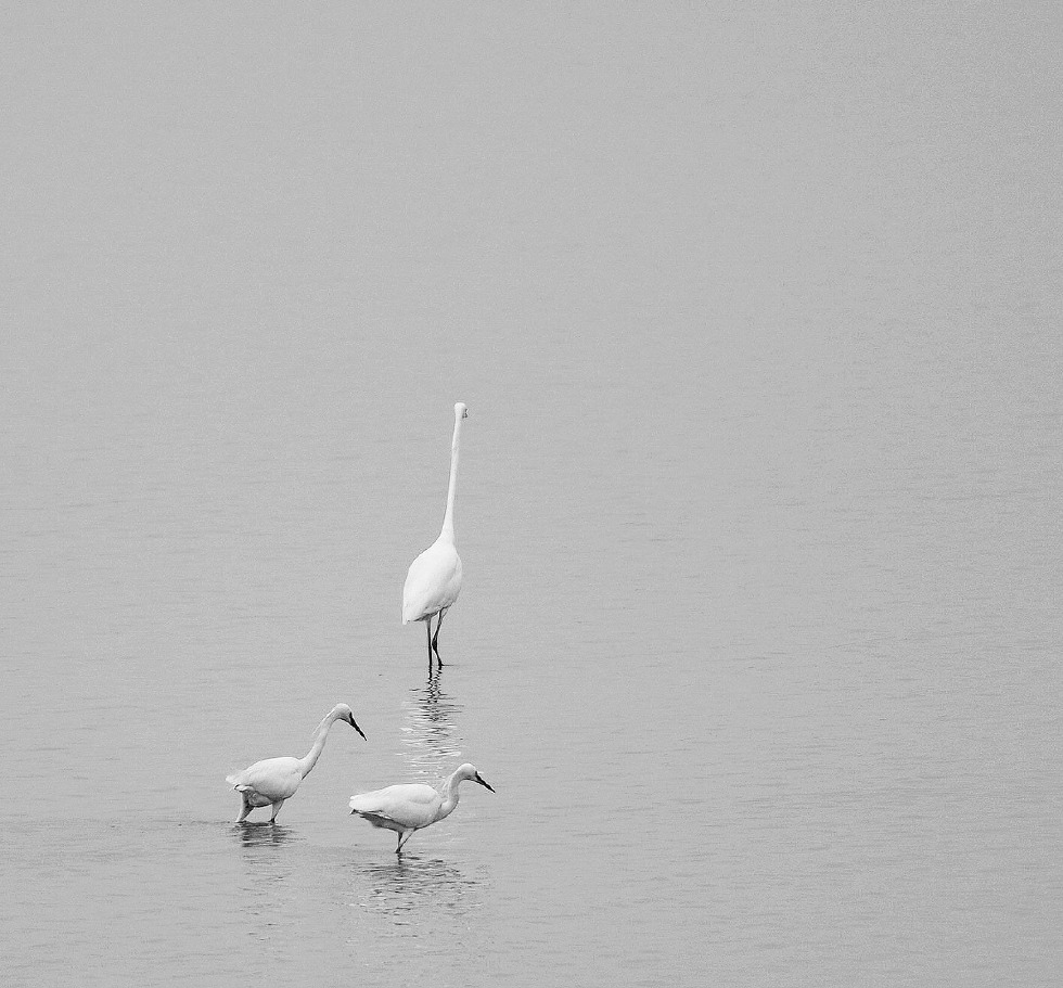 黑白摄影,白鹭一组,高调