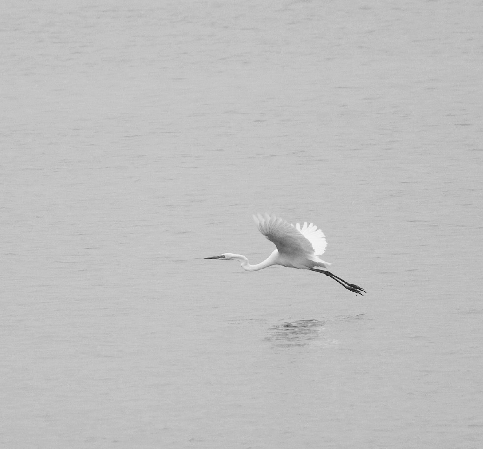 黑白摄影,白鹭一组,高调