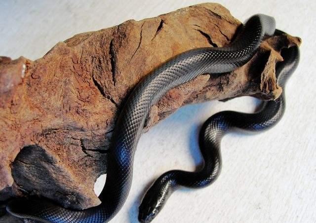 一种携带黑化基因的沙漠王蛇