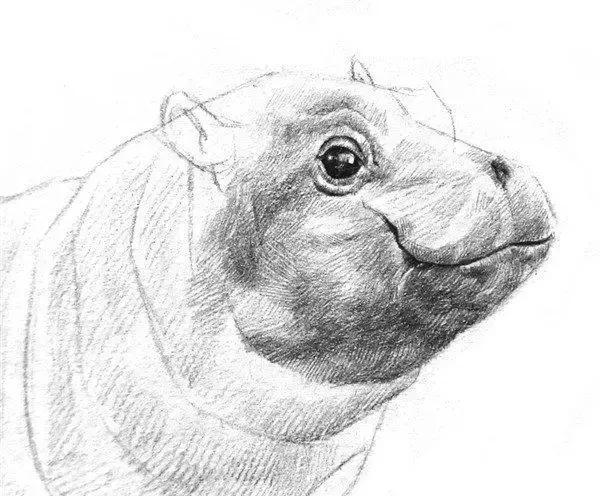 如何学素描素描小河马绘画教程