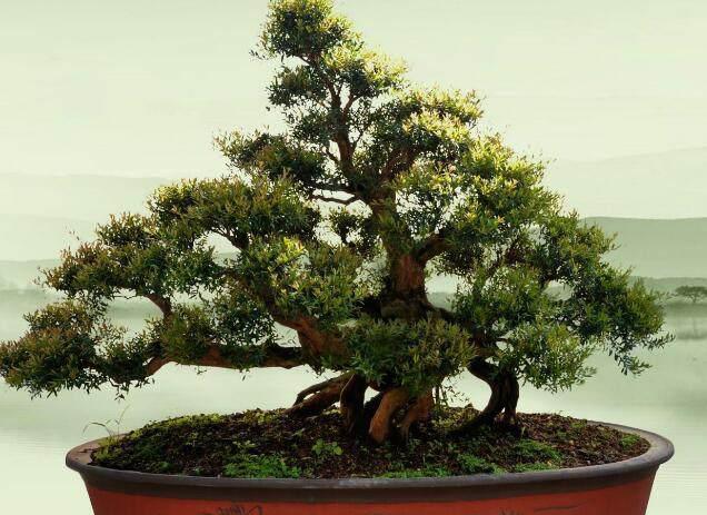 赤楠盆景的采挖与修剪注意事项