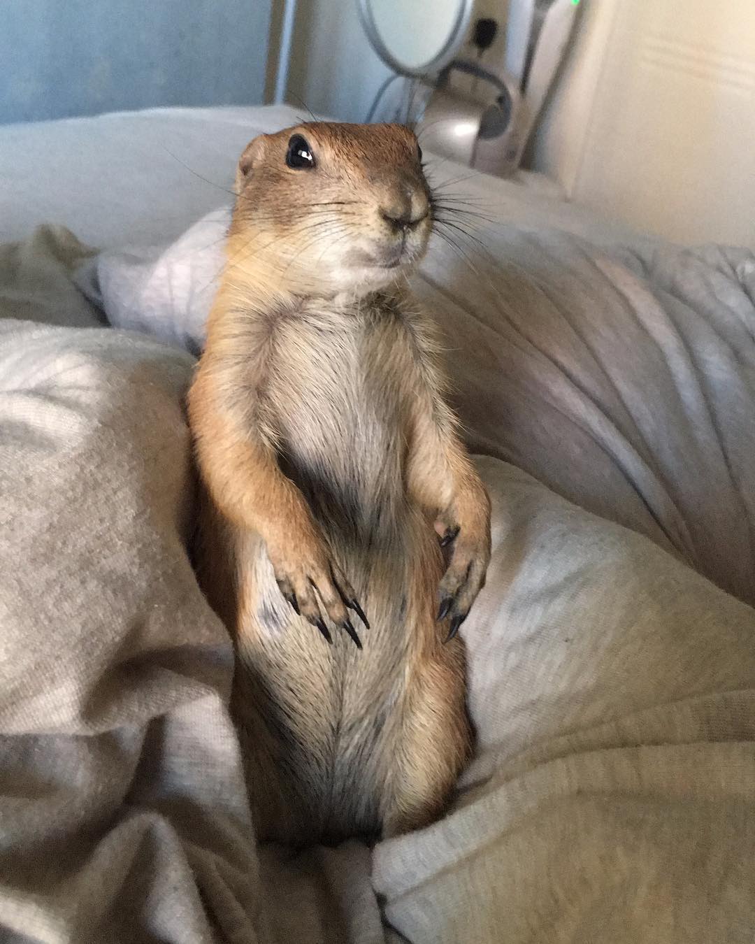 黏人的时候比狗狗还热情,长相呆萌的土拨鼠也可以很依赖铲屎官|土拨鼠