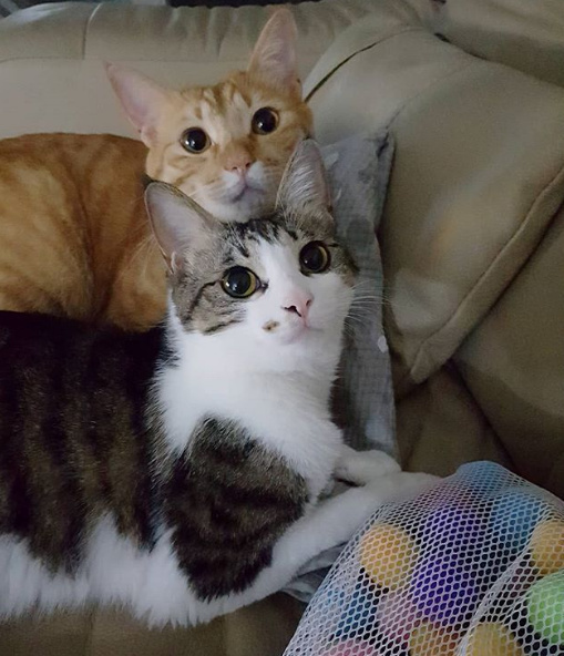 养2只猫咪后的日常,时而打闹,时而和谐.