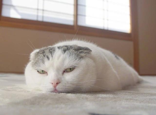 一到周末家里的猫咪就变成这样了,摊在地上仿佛一只"废猫"