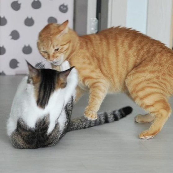 养2只猫咪后的日常,时而打闹,时而和谐.