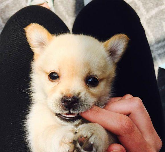 野炊时发现的小狗崽, 带回家养了半年还是手掌大, 这是什么品种