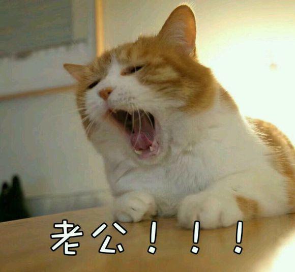 猫咪撒娇表情包没有男朋友的就不要点进来了