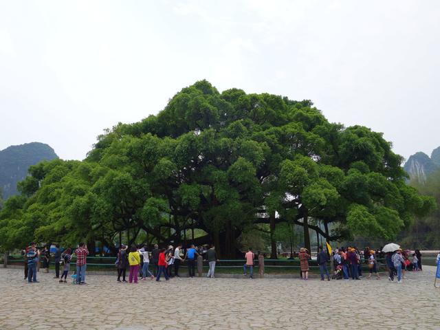 北部湾广场大榕树图片