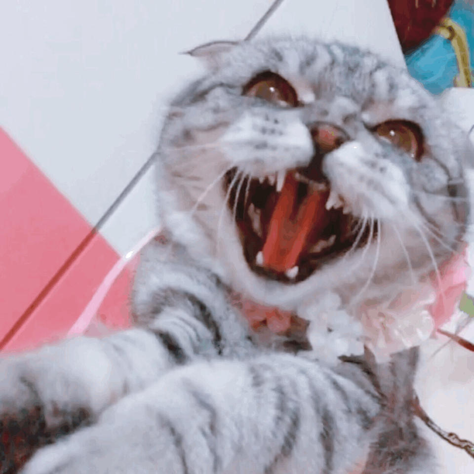 没办法,我就是喜欢她的暴脾气,骂人的样子最可爱!