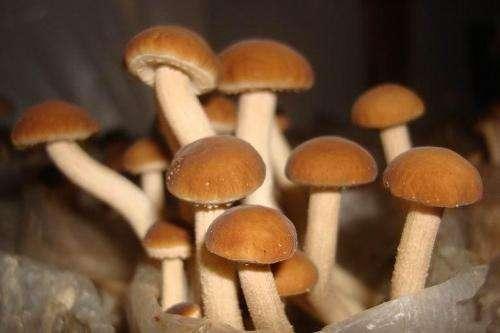 山里这种菌类, 被"神七"带入太空, 是我国的十种珍稀菇之一