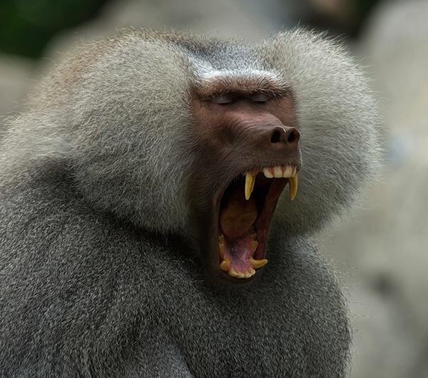 超魔性的哈欠大放招弄得我都忍不住了