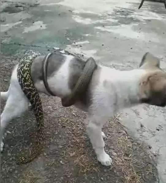 狗狗:主人你让蛇缠着我逗乐玩,你是高兴了,你知道我很疼吗?