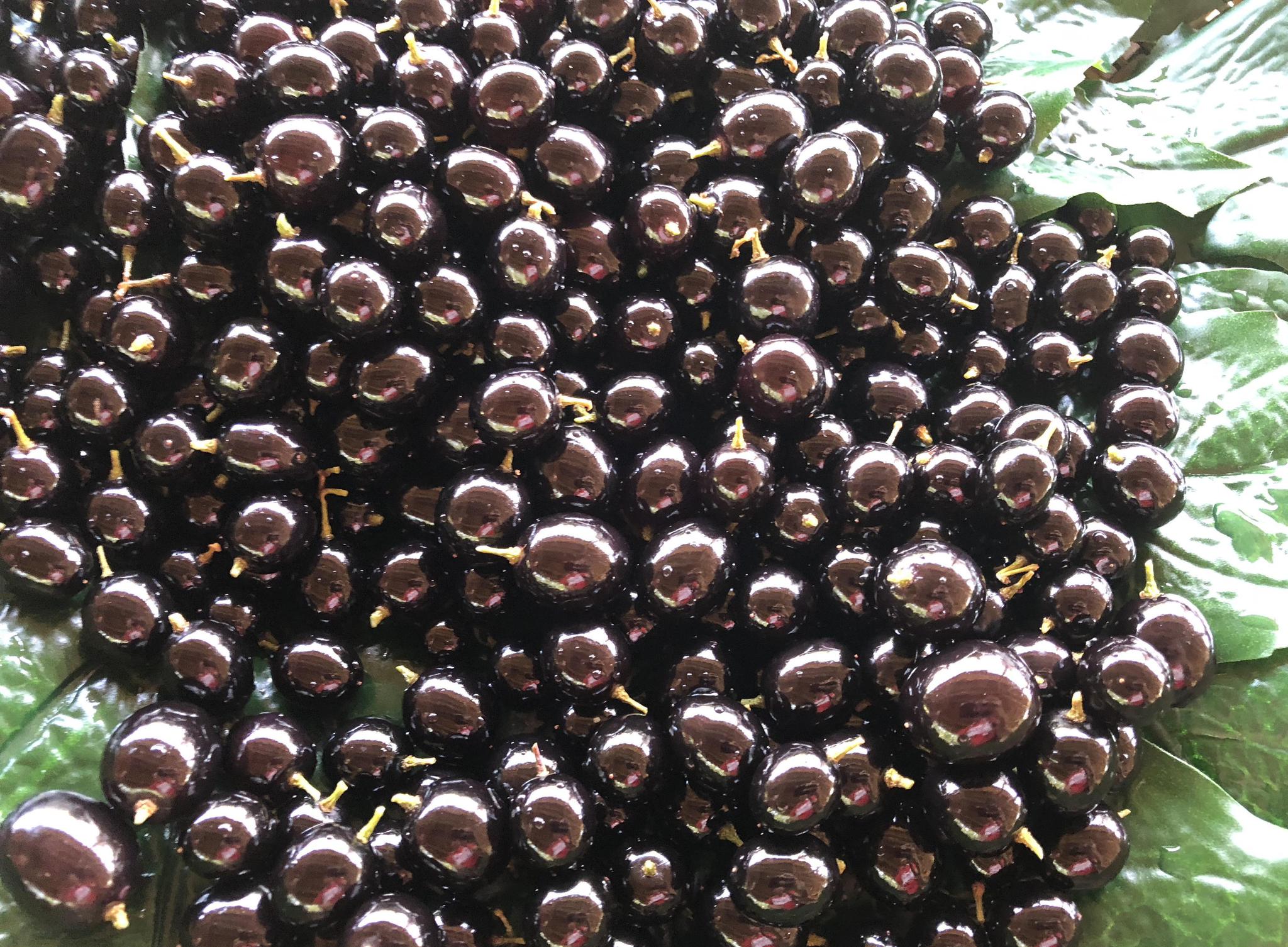 农村黑得发亮的乌梅是到底不是葡萄冒充的?得知答案慌了