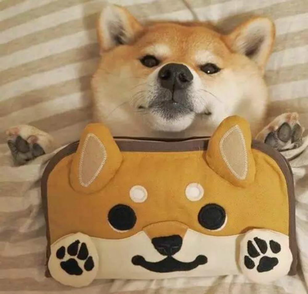 一只很喜欢睡觉觉的萌柴盖着被子露出小脚丫