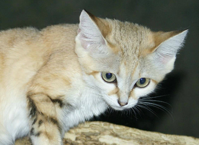 世界上最稀少的4种猫安第斯山虎猫上榜第一最稀少