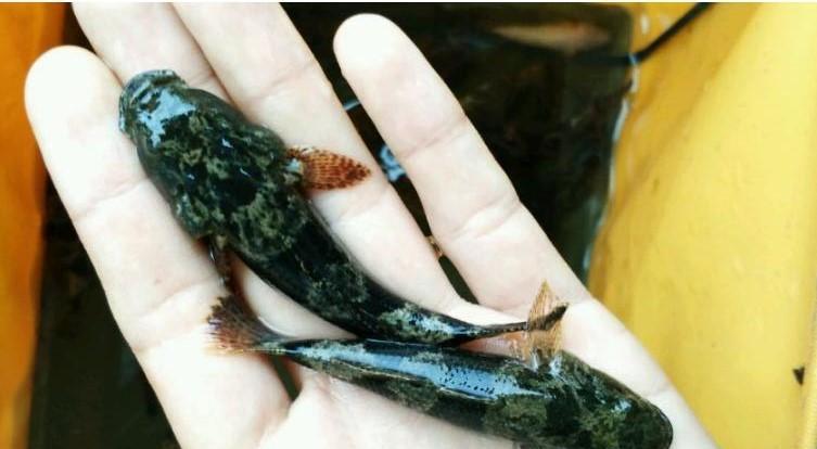 废弃已久的饮水坝钓起这鱼, 样子很凶似蝌蚪更像泥鳅