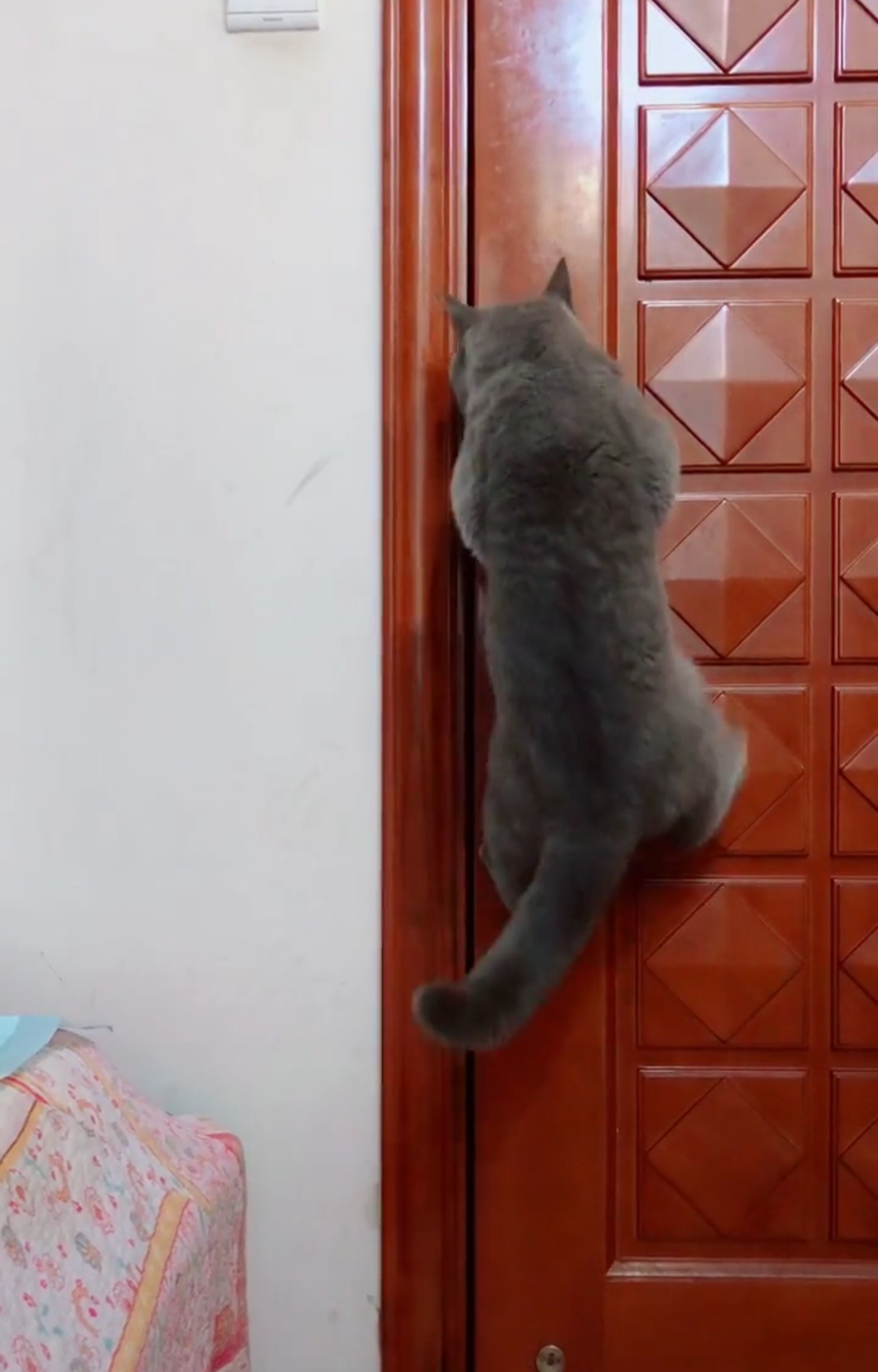 萨摩耶闯祸被主人关门外,小蓝猫霸气开门放狗,画面超级甜