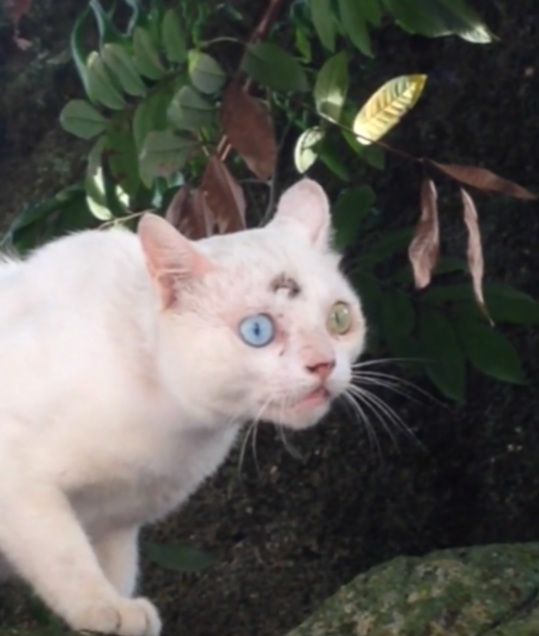 看到一只三眼猫,网友去野外爬山|猫|猫咪|二郎神_新浪新闻
