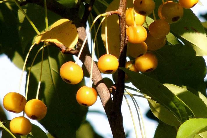 生命力顽强的果树冰箱冻不死高温晒不伤种一棵一家吃不完