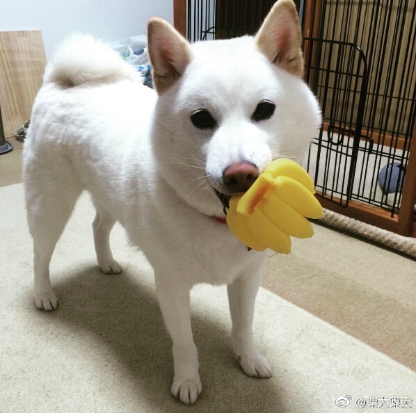 纯白的柴犬宝宝看着就是心情治愈,一股想揉脸的心情啊 instagram