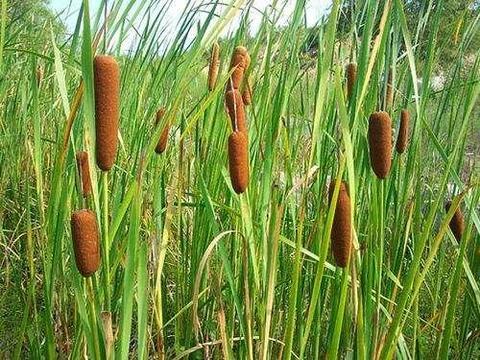 农村这种野草很常见,农民称其"大鸡腿",是糖尿病人群的福音