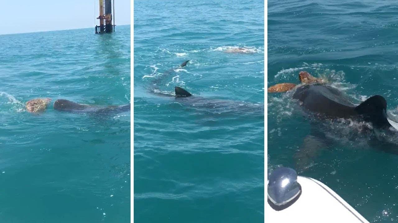3米长虎鲨凶残捕食海龟 撕咬5分钟后整个吞下