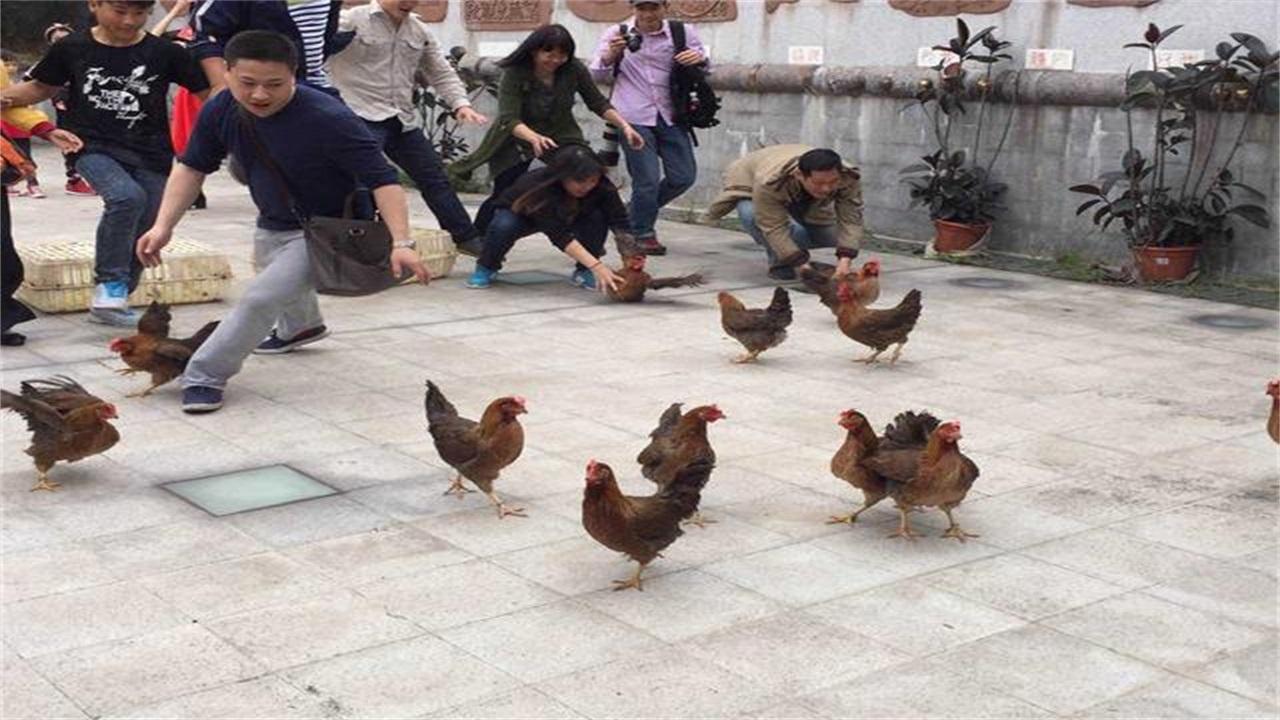 国外居然用拖拉机捉鸡,60分钟竟能抓一万多只 鸡,看完我都懵了