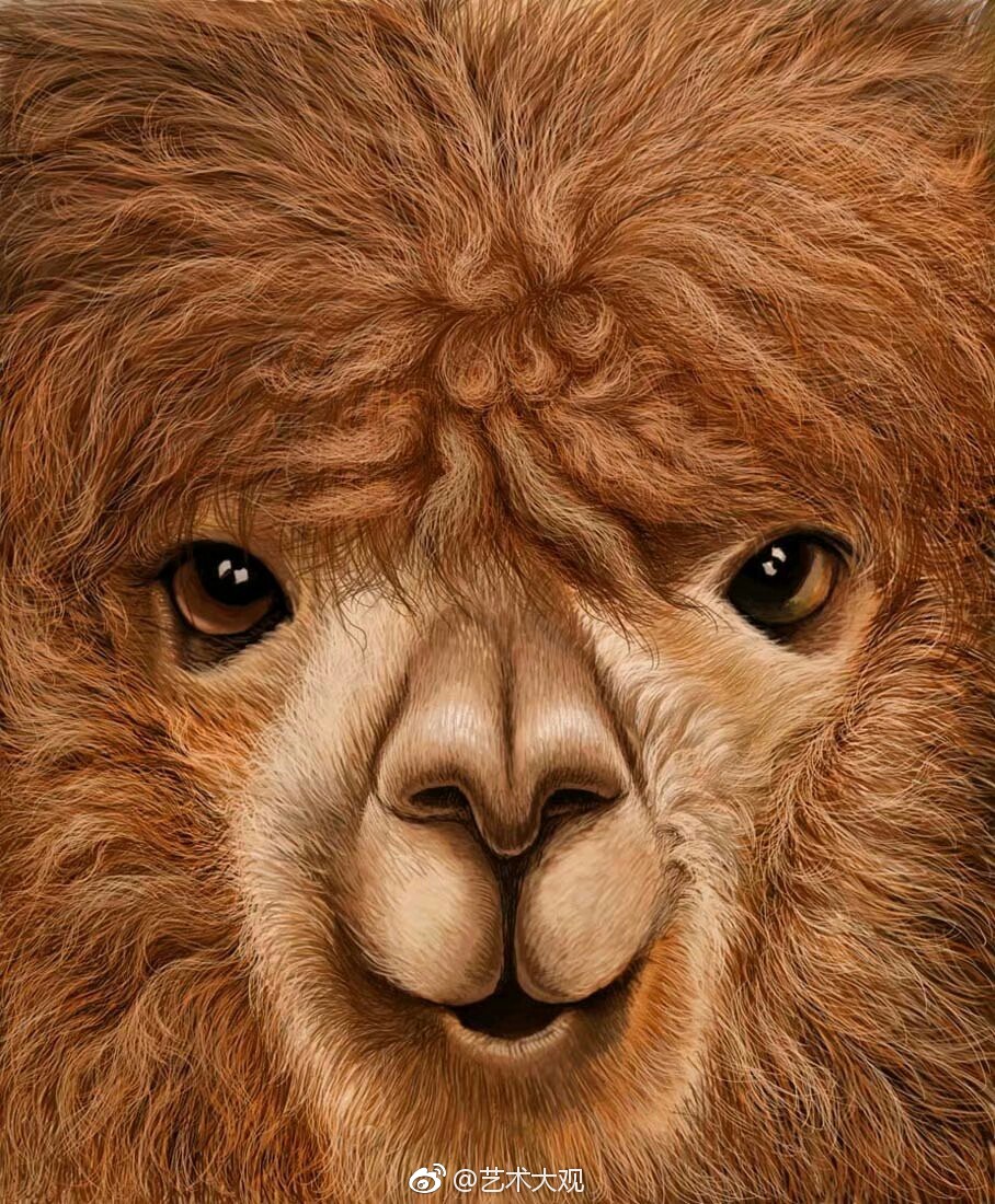 精美动物肖像画安云插画作品集