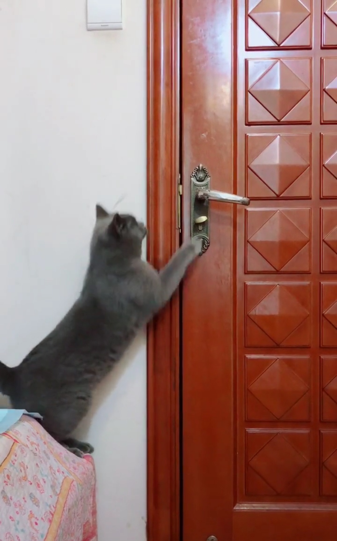 萨摩耶闯祸被主人关门外,小蓝猫霸气开门放狗,画面超级甜